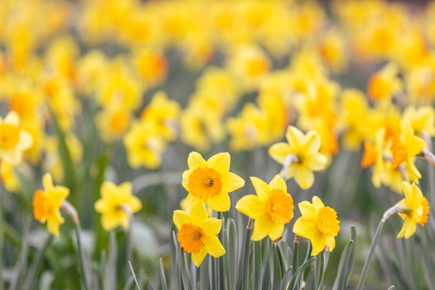 Flores de primavera cerca de las flores de narciso que florecen en el concepto de naturaleza del jardín