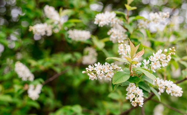 Flores de primavera, cereza de pájaro. Floración Prunus Avium Tree con pequeñas flores blancas, naturaleza brillante