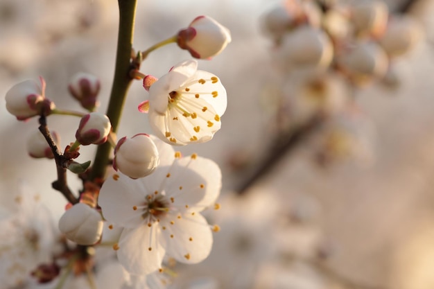 Flores de primavera en un cerezo en flor durante el amanecer