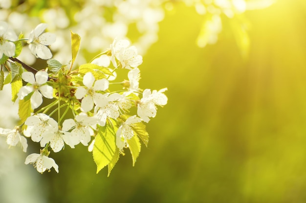 Flores de primavera de cerezo