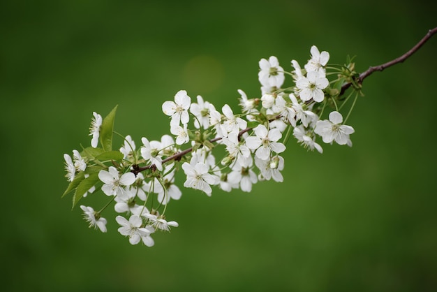 Flores de primavera de cerezo