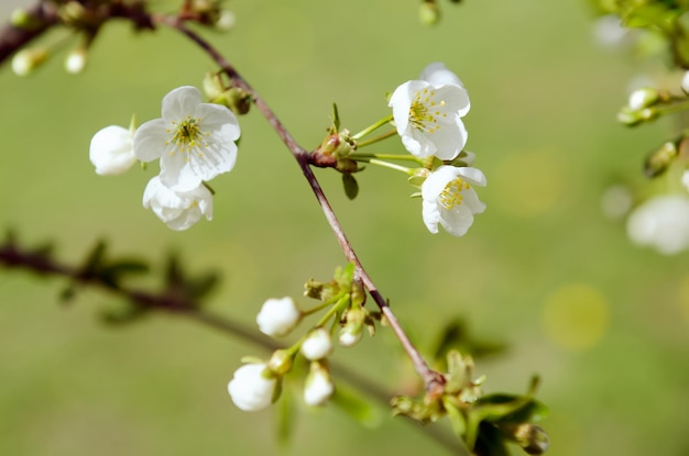 Flores de primavera de cerezo