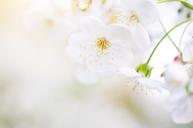 Flores de primavera de cerezo