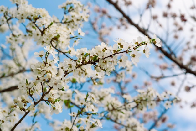 Flores de primavera de cerezo