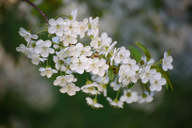 Flores de primavera de cerezo