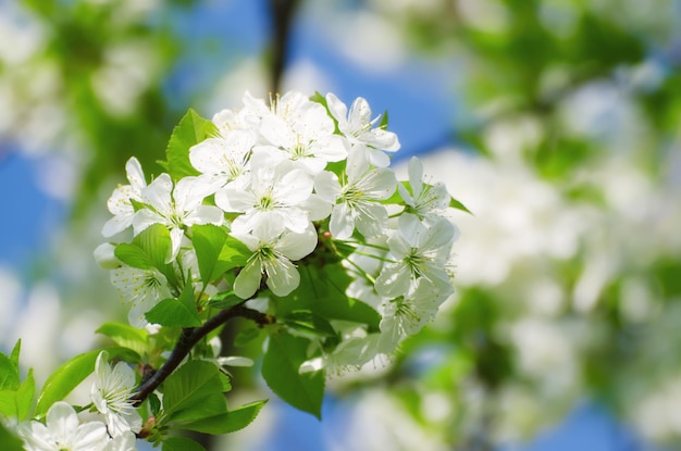 Flores de primavera de cerezo