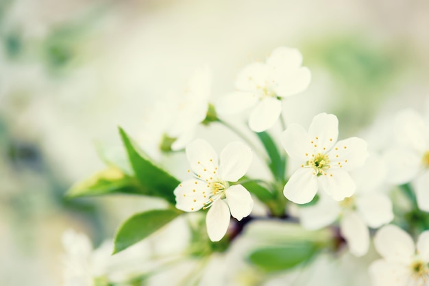 Flores de primavera de cerezo