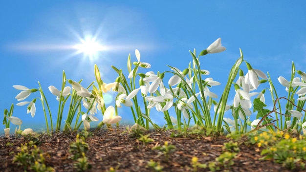 flores de primavera, cielo azul, sol brillante naturaleza paisaje banner plantilla fondo banner