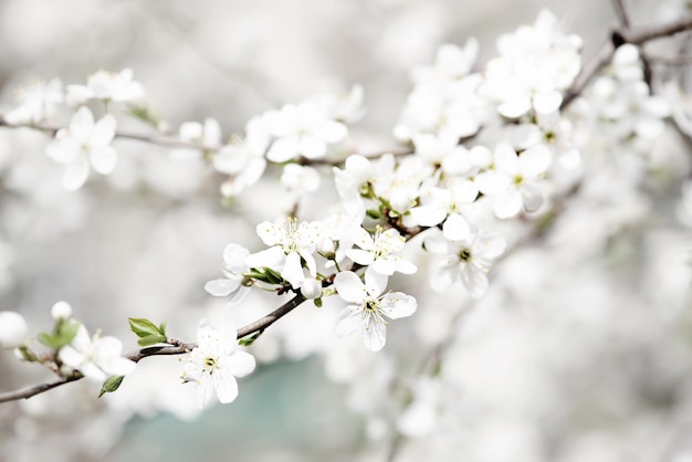 Flores de primavera de ciruela