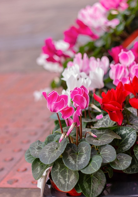 Foto flores de primavera coloridos ciclamen floreciente en macetas en la calle