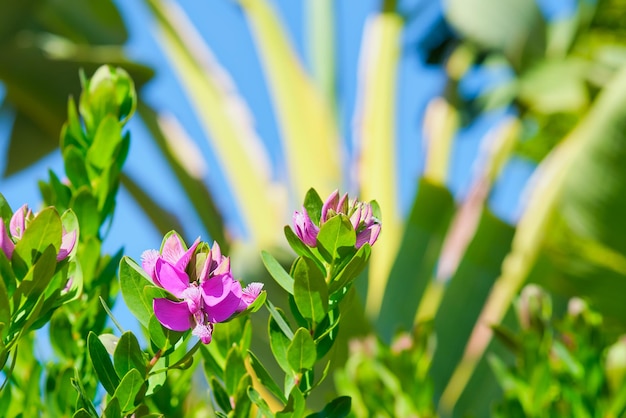 Flores de primavera contra el cielo azul y palmeras hola primavera comienzo de la temporada de viajes tarjeta del día de la mujer fondo natural