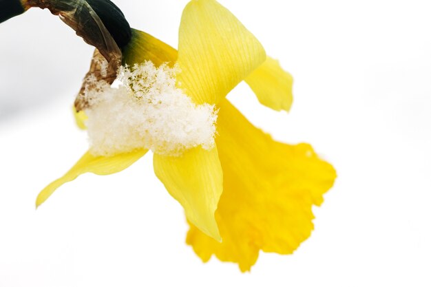 Las flores de primavera crecen bajo la nieve una composición para tarjetas de pascua narciso amarillo en el sol