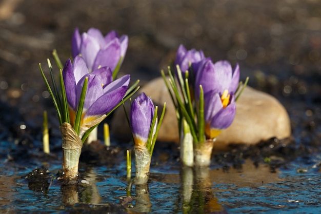 Flores de primavera después de derretir la nieve. Los capullos de azafrán en flor se reflejan en el agua durante el calentamiento primaveral.