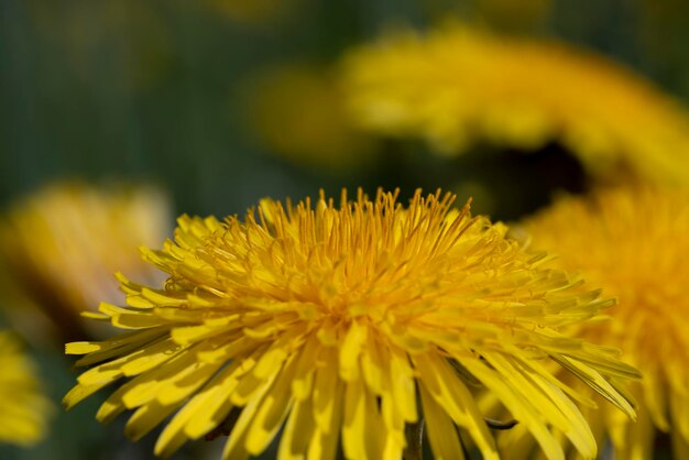 Flores de primavera dientes de león en el campo durante la floración