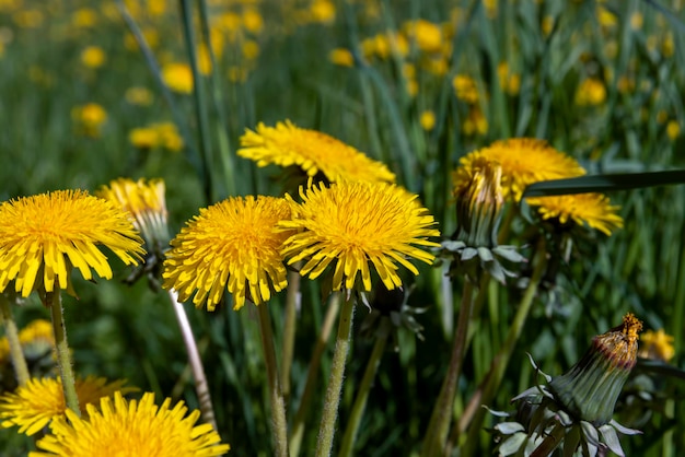 Flores de primavera dientes de león en el campo durante la floración