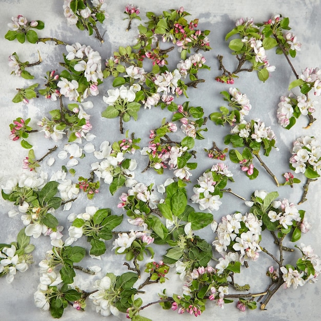 Flores de primavera, endecha plana. Ramas de manzano con flores rosas y blancas y hojas verdes sobre la superficie de hormigón gris, vista superior. Flor de primavera, fondo floral