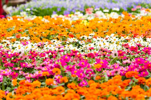 Flores de primavera en exhibición en el vivero local.