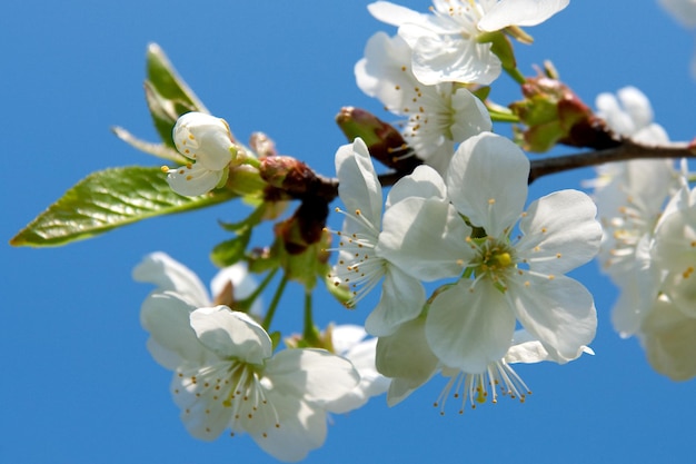 Flores de primavera flor de árbol en el cielo azul