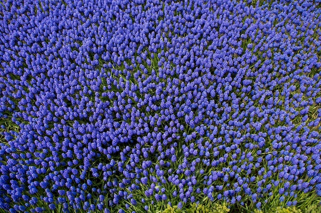 Flores de primavera en flor como un fondo colorido