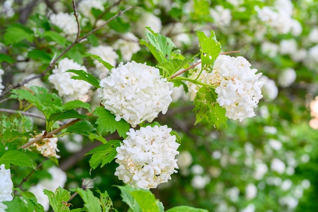 Flores de primavera en flor Grandes y hermosas bolas blancas de Viburnum opulus en flor Roseum Boule de Neige White Guelder Rose o Viburnum opulus Sterilis Snowball Bush European Snowball