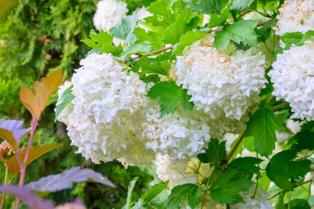 Flores de primavera en flor Grandes y hermosas bolas blancas de Viburnum opulus en flor Roseum Boule de Neige White Guelder Rose o Viburnum opulus Sterilis Snowball Bush European Snowball