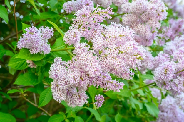 Flores de primavera en flor Hermosas flores de lilas El concepto de la primavera Las ramas de lilas en un árbol en un jardín