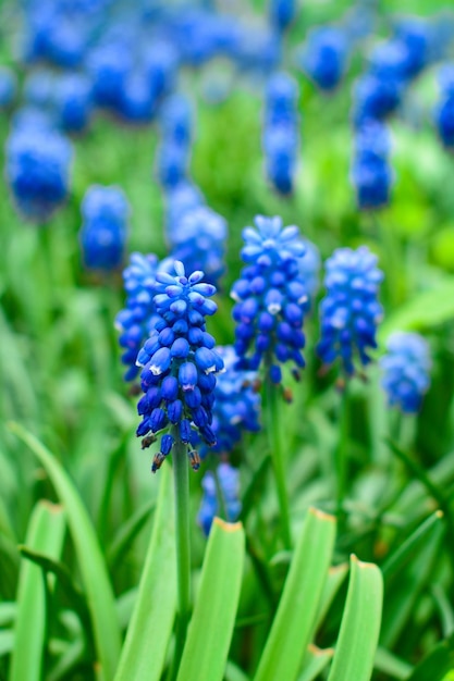 Flores de primavera flor de muscari fondo de manantial natural con flores de primavera florecientes de muscari Primer plano de flores de primavera