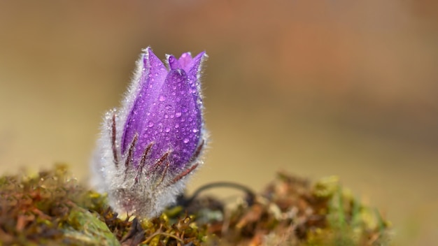 Flores de primavera. Flor y sol maravillosamente florecientes de pasque con un fondo coloreado natural. (Pulsatilla grandis)