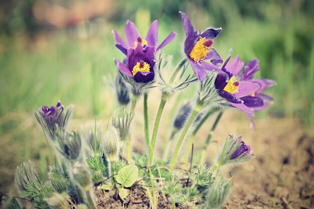 Foto flores de primavera. flor y sol maravillosamente florecientes de pasque con un fondo coloreado natural. (pulsatilla grandis)