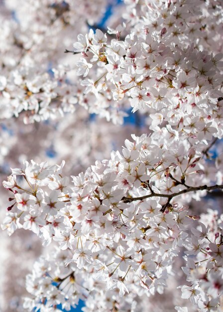 Foto flores de primavera florecientes como fondo colorido