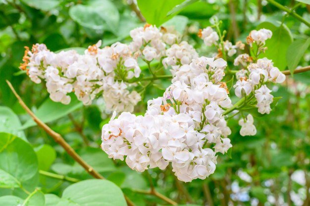 Flores de primavera florecientes Hermosas flores florecientes de árbol lila Concepto de primavera Las ramas de lila en un árbol en un jardín