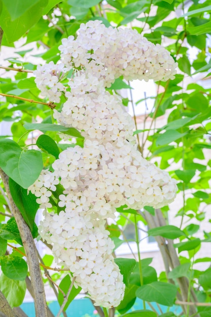 Flores de primavera florecientes Hermosas flores florecientes de árbol lila Concepto de primavera Las ramas de lila en un árbol en un jardín