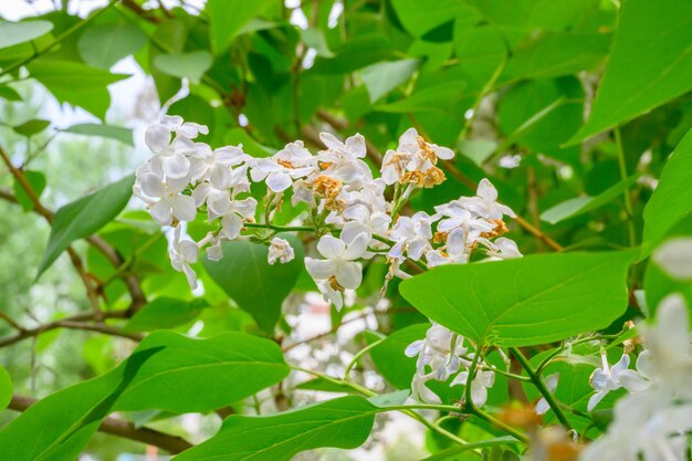 Flores de primavera florecientes hermosas flores florecientes de árbol lila el concepto de primavera las ramas de