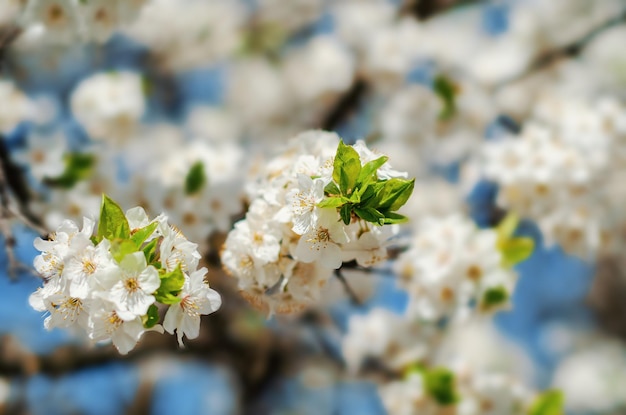 Flores de primavera flores blancas de cerezo para el fondo