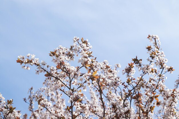 Flores de primavera flores blancas ramitas de flor de cerezo sobre fondo de cielo azul