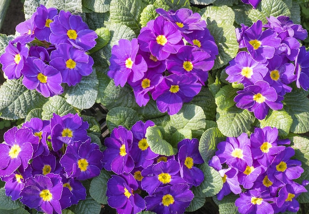 Flores de primavera Flores moradas florecientes de prímula o prímula en el jardín