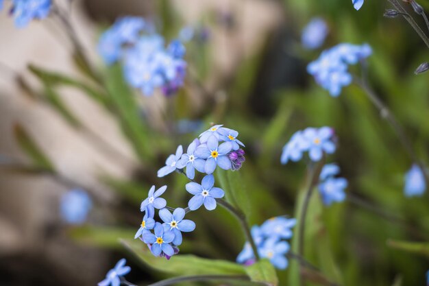 Flores de primavera flores de nomeolvides azul primer plano fondo de flores naturales