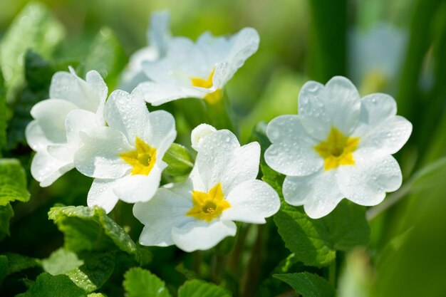 Foto flores de primavera flores de prímula o primula blancas.