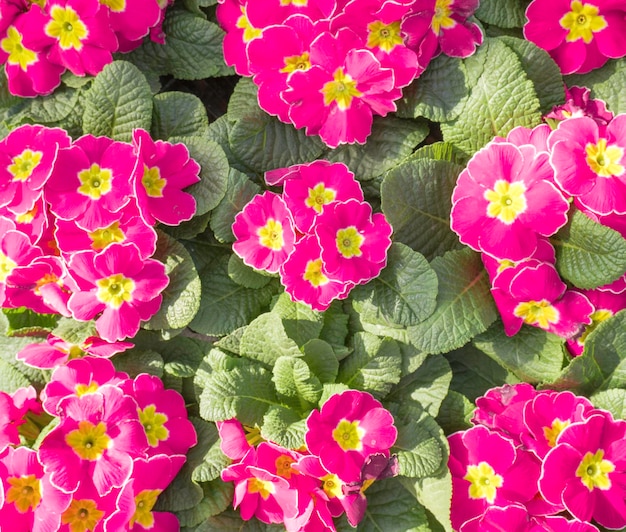 Flores de primavera Flores de prímula o prímula rosadas florecientes en un jardín