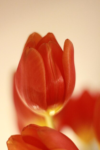 Foto las flores de la primavera las flores de los tulipanes rojos