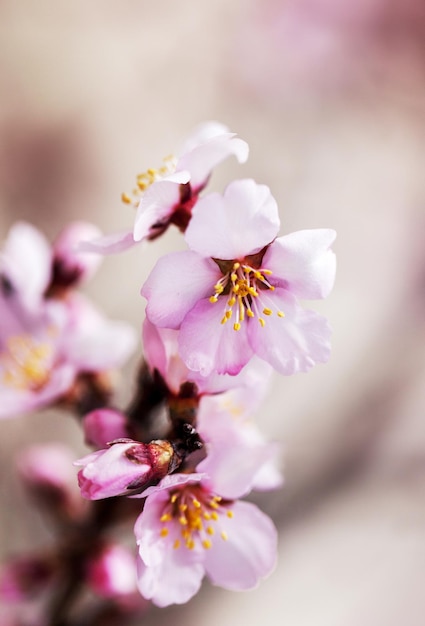 Flores de primavera con fondo borroso