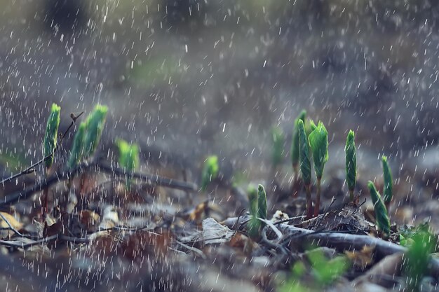 flores de primavera gotas de lluvia, fondo borroso abstracto flores lluvia fresca