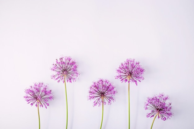 Flores de primavera en un gris