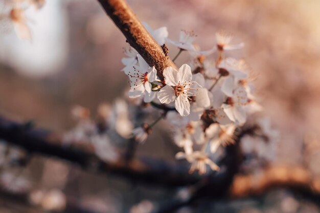 Flores de primavera Hermosa rama de árbol floreciente Cereza y sol con un fondo de color natural