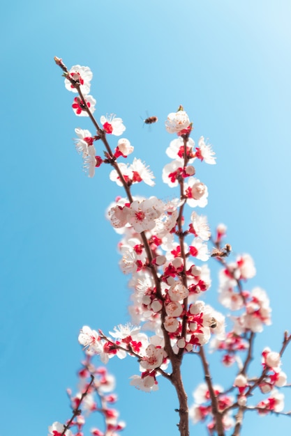 Flores de primavera. Hermoso huerto