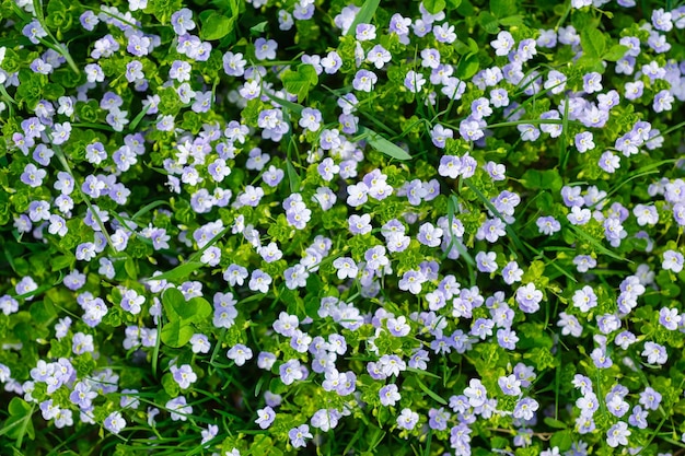 Flores de primavera y hierba verde fresca Plantas como fondo Pequeñas flores enteras Naturaleza y plantas