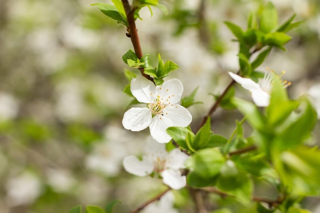 Flores de primavera en huerto