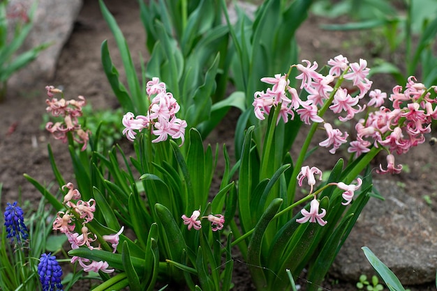 Flores de primavera en el jardín, la planta parece una campana.