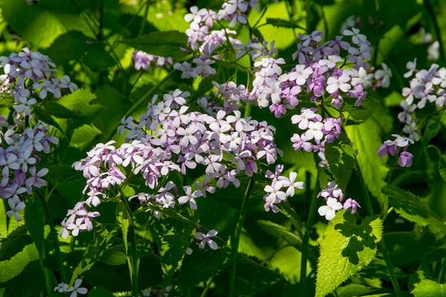 Flores de primavera en el jardín