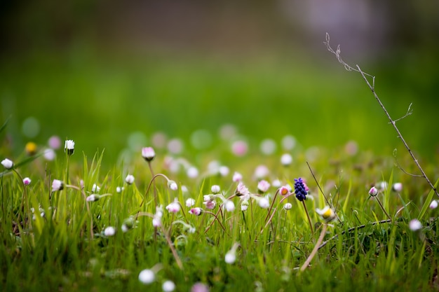 Flores de primavera en el jardín